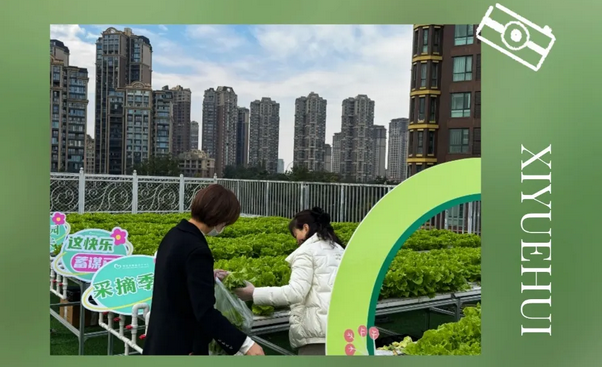 成都月子中心農(nóng)場主|共享菜地，開啟有機(jī)坐月子生活7
